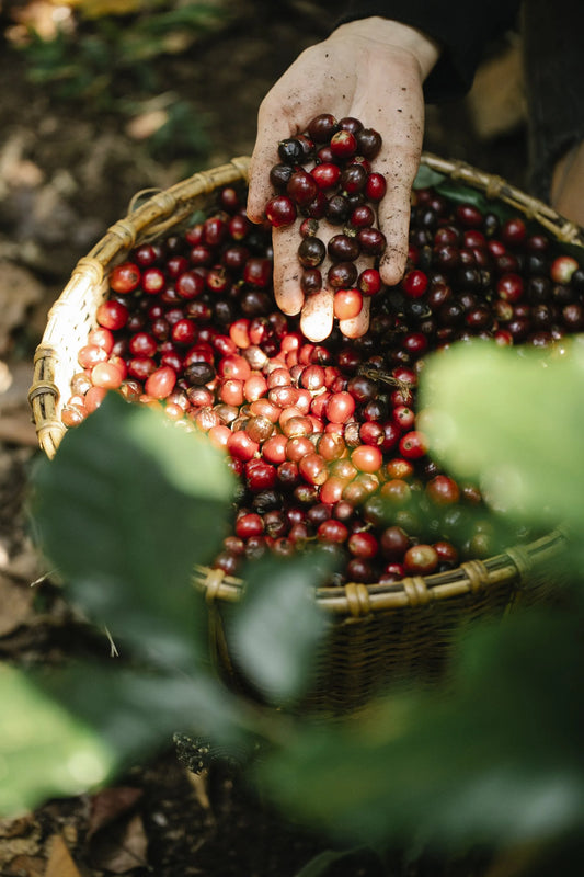 Exploring the Marvels of Colombian Arabica Coffee Cherries